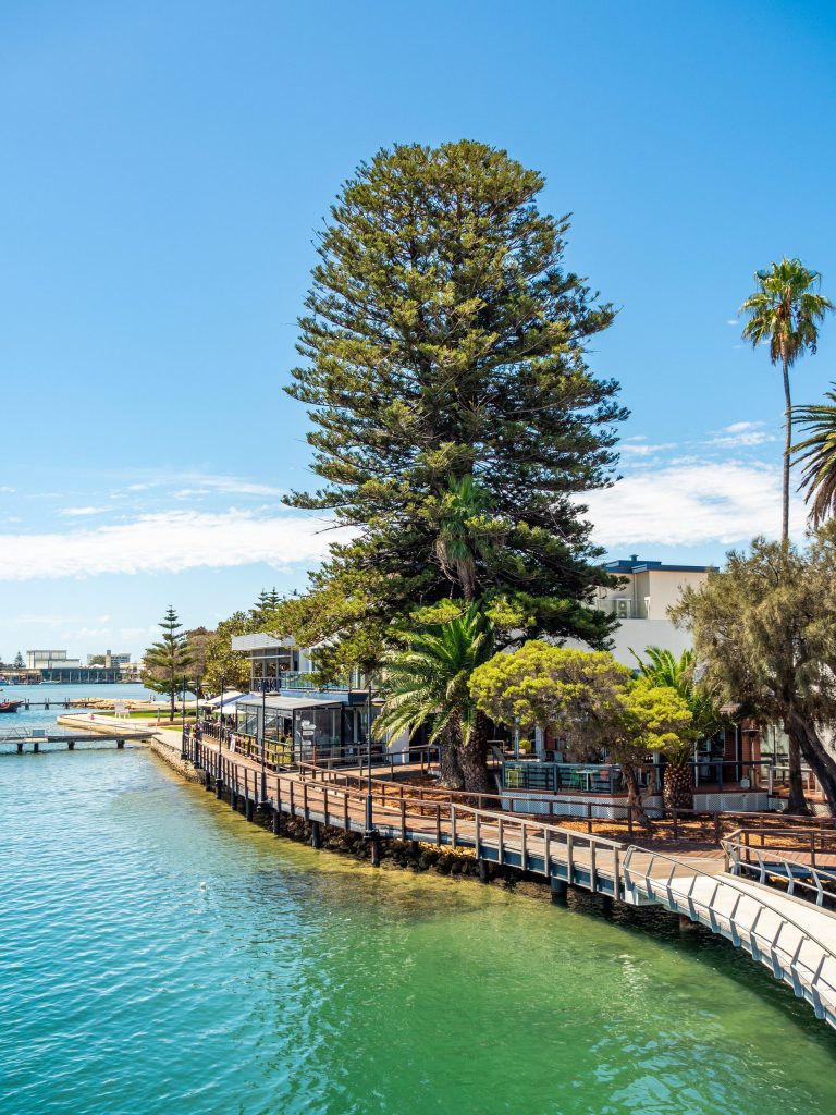 Waterfront boardwalk with tall pine and palm trees