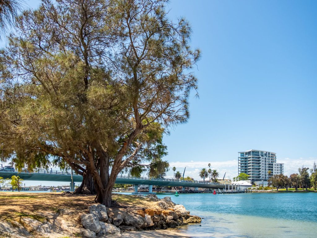 Large riverside tree beside bridge and apartments