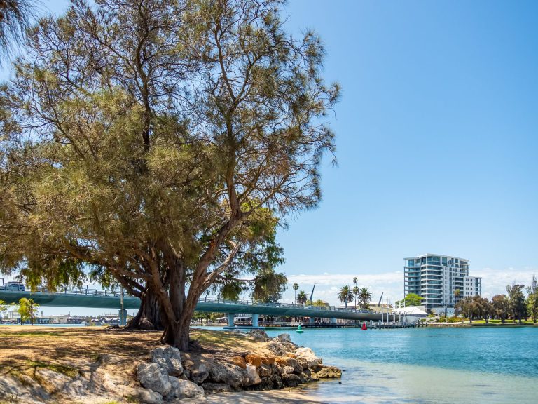Large riverside tree beside bridge and apartments