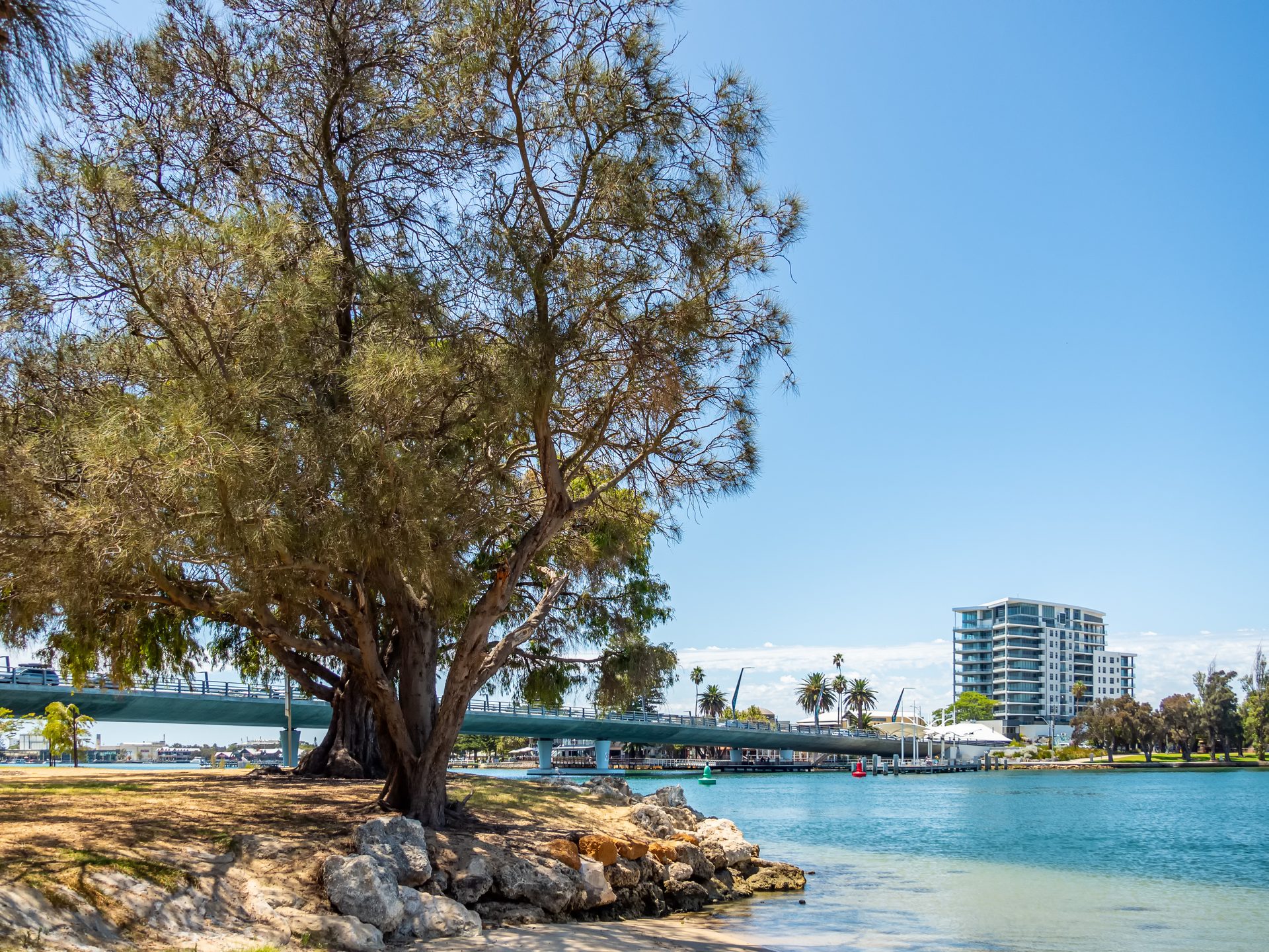 Large riverside tree beside bridge and apartments