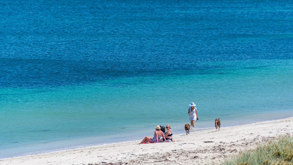 Women relaxing and walking dogs on sandy beach